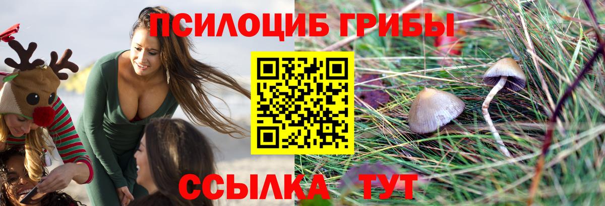Галлюциногенные грибы Psilocybe Одинцово